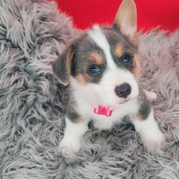 German Shepherd and Pembroke Welsh Corgi Puppies from J&R Shepherds & Corgis