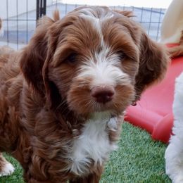 Maple - Red  Goldendoodle puppy in Palmdale, California from GoldenPaws Doodles