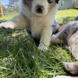 Miniature Australian Shepherd Puppies from Wishing Tree Minis