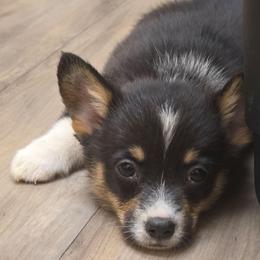 Boy 1 - Black and tan male Pembroke Welsh Corgi puppy in Middleburg, Florida from Mulkeys Little Corgis