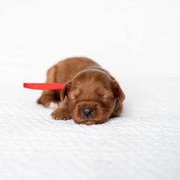 KENNEDY - Red  female Goldendoodle puppy in Meridian, Idaho from Country Club Doodles