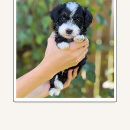 Storm Chaser - Thunder - Tri-color male Bernedoodle puppy in Charleston, South Carolina from Palm Belle Doodles