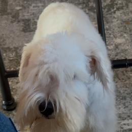 Benny - White male Miniature Schnauzer puppy in Seagoville, Texas from JC miniature schnauzers