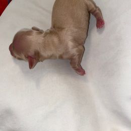 Dachshund Puppies from Hetu's Dachshunds