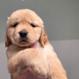 Purple - Golden female Golden Retriever puppy in Taylor Ridge, Illinois from Salata Goldens