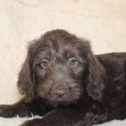 Snickers - Chocolate male Labradoodle puppy in Apache Junction, Arizona from Loving Doodle