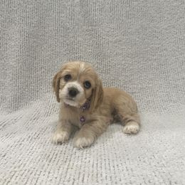Buttercup - Buff and white female Cocker Spaniel puppy in Oklahoma City, Oklahoma from BRX Country Cockers LLC