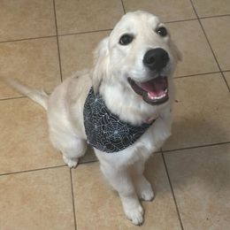 Teba - Golden male Golden Retriever puppy in Madison, Alabama from The Golden Court