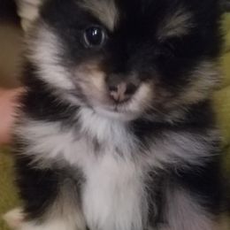 Pomeranians from Jacqueline's Pomeranians