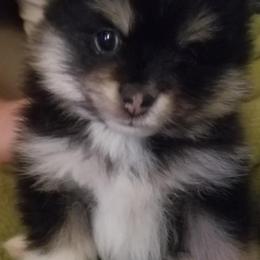 Pomeranians from Jacqueline's Pomeranians