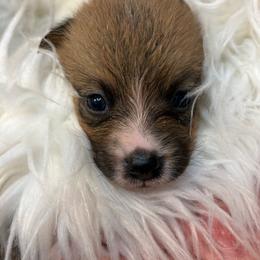 Boy 4 - Red male Pembroke Welsh Corgi puppy in Mountain View, Hawaii from Celtic Corgis