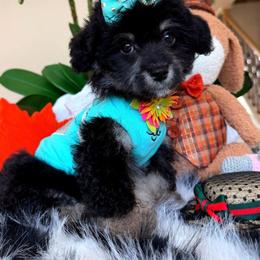 BEAUTY - Black & tan tri-color female Maltipoo puppy in Sugar Land, Texas from Celebrity Maltipoos