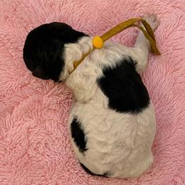 Honeymaron - Parti female Poodle puppy in Washington, Pennsylvania from Patriotic Poodles