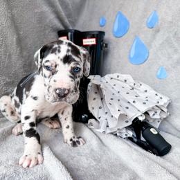 Liam - Harlequin male Great Dane puppy in Climax, Michigan from Beaver Creek Danes