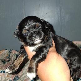 Boy 2 - Black and tan male Shih Tzu puppy in Birmingham, Alabama from K&D kennels