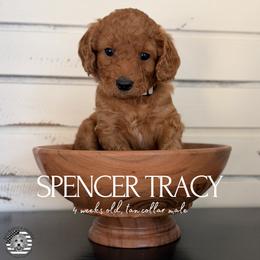 Spencer Tracy - Red  male Goldendoodle puppy in San Jose, California from Red White and Doodle