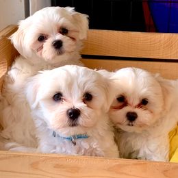 Maltese from Maltese Nursery