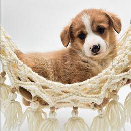 Wafer - Red male Pembroke Welsh Corgi puppy in Kiowa, Colorado from Cool Water Corgis LLC