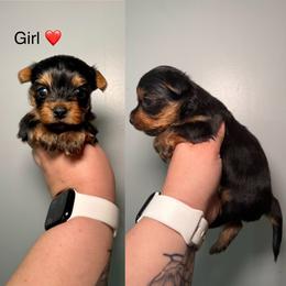 Red - Black and gold female Yorkshire Terrier puppy in Cleveland, Tennessee from Moody’s Morkies and More