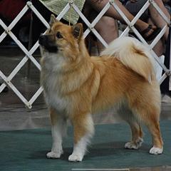 Icelandic Sheepdog All Grown Up from Tri-Star Icelandics