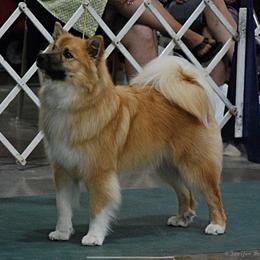 Icelandic Sheepdog All Grown Up from Tri-Star Icelandics