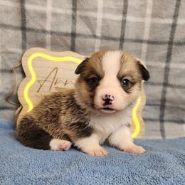 Buns DM CLEAR - Red male Pembroke Welsh Corgi puppy in Idaho from Arrowleaf Corgis