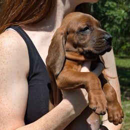 Sunny  (yellow collar) - Redbone Coonhound puppy from Cedar Forest Redbones