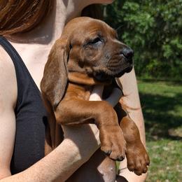 Sunny  (yellow collar) - Redbone Coonhound puppy from Cedar Forest Redbones