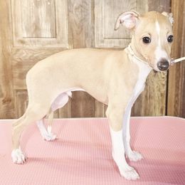 Max Factor - Fawn male Italian Greyhound puppy in Cadwell, Georgia from All The DoDa Day Italian Greyhounds