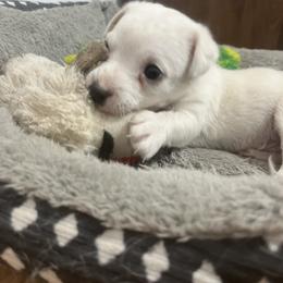 Border Collie and Jack Russell Terrier Puppies from CP FARMS BORDER COLLIES N JACKS CORP
