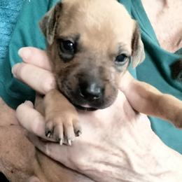 Girl 2 - female Rhodesian Ridgeback puppy in Alabama from Celtic Lore Ridgebacks