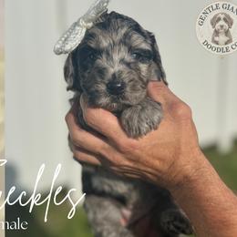 Assorted Doodle Crosses and Bernedoodle Puppies from Gentle Giants Doodle Co.