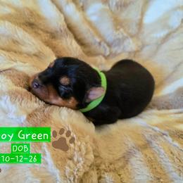 Star - Black and tan male Yorkshire Terrier puppy in Nitro, West Virginia from Kathryn's Yorkies