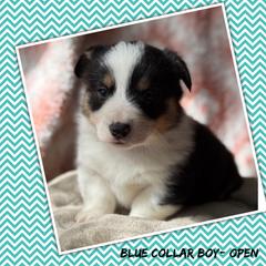 Blue Collar - Black and tan male Pembroke Welsh Corgi puppy in Glenwood, Minnesota from Minnewaska Corgi Co