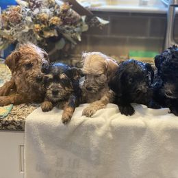 Schnoodle Puppies from Noodle Tings Puppies