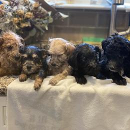 Schnoodle Puppies from Noodle Tings Puppies