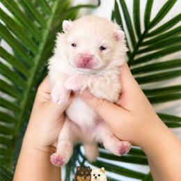 Armani - Cream male Pomeranian puppy in Menifee, California from Petite Poms Of CA