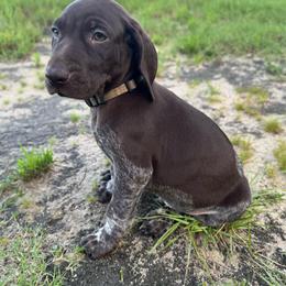 Billy - Liver and white male German Shorthaired Pointer puppy in Georgia from CMC Farms
