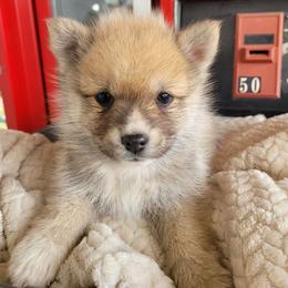 Bowser - Wolf sable male Pomsky puppy in Sand Coulee, Montana from Big Sky Pomskies