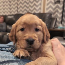 Golden Retriever Puppies from 10 Piece Golden Nugget Retrievers