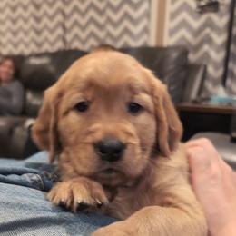 Golden Retriever Puppies from 10 Piece Golden Nugget Retrievers