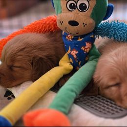 Golden Retriever Puppies from TimberPineGoldens