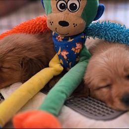 Golden Retriever Puppies from TimberPineGoldens