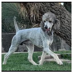 Phantom - Phantom male Poodle puppy in Hesperia, California from Whitesock Standard Poodles