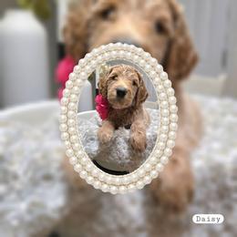 Daisy - Apricot female Goldendoodle puppy in Richmond, Virginia from Highland Grove Doodles, LLC