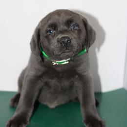 Bouquet - Black male Labrador Retriever puppy in Morrilton, Arkansas from Ancient Dogges Performance Dogs