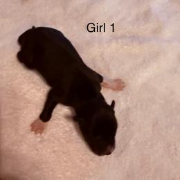 Girl 1 - Black and white female Siberian Husky puppy in Columbus, Ohio from Jamuison’s Siberian Huskies