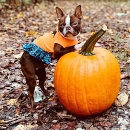 Boston Terriers from Jamie's Boston Terrier Babies