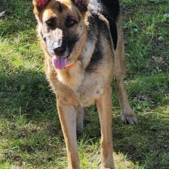 German Shepherds and German Shorthaired Pointers from High Flyers Kennel