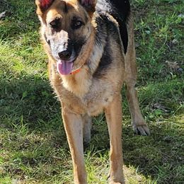 German Shepherds and German Shorthaired Pointers from High Flyers Kennel